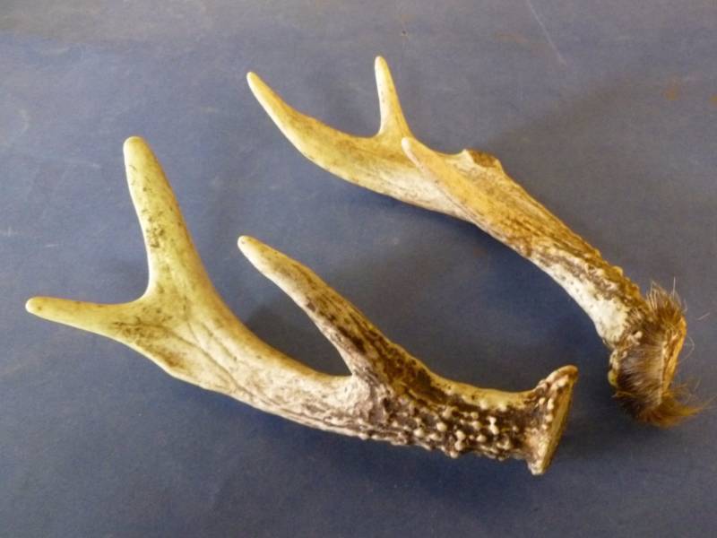 Deer Antler