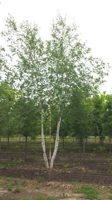 Whitespire Birch Tree Clump | LE Nursery Stock #29 | K-BID