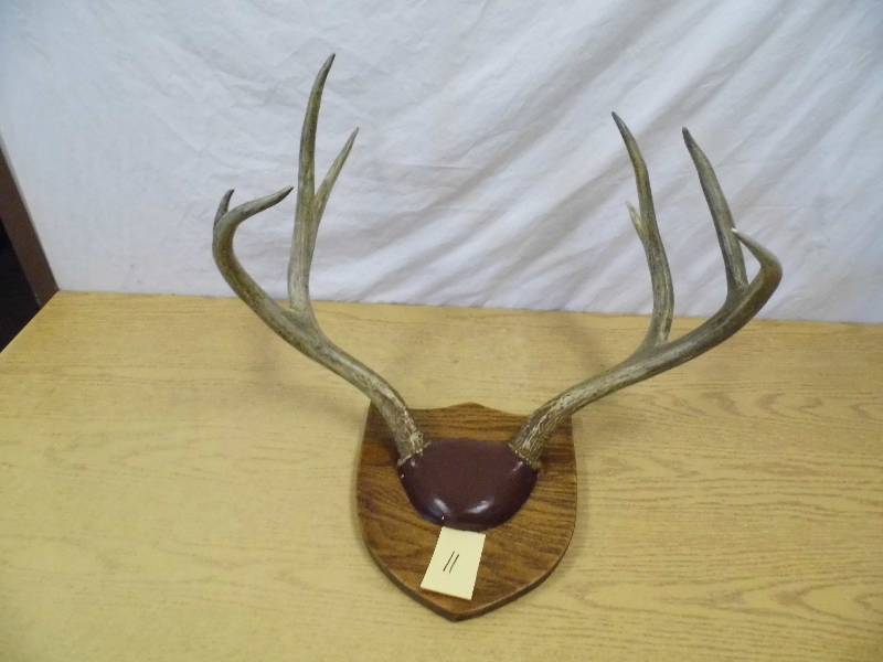 Deer Antlers