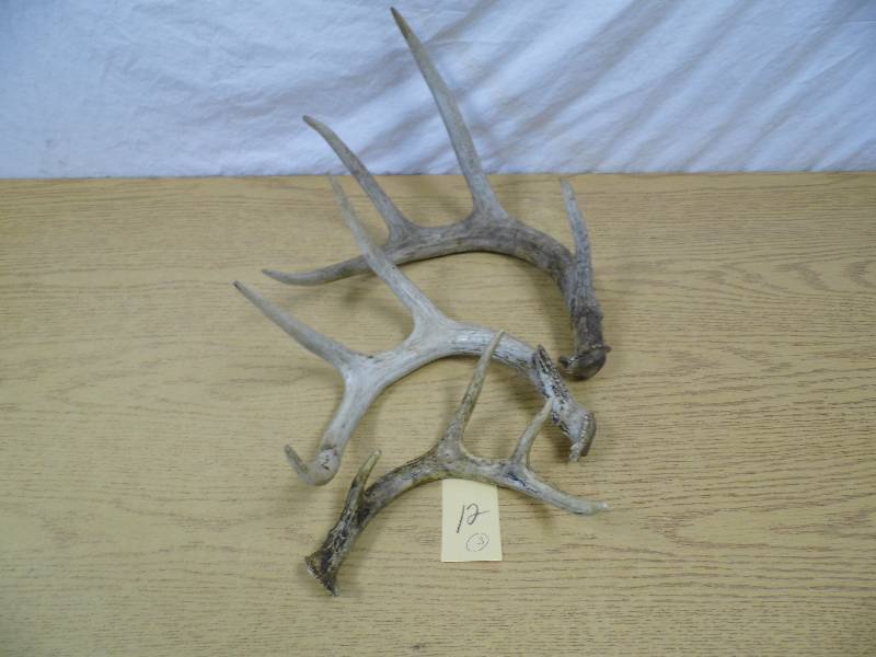 Deer Antlers