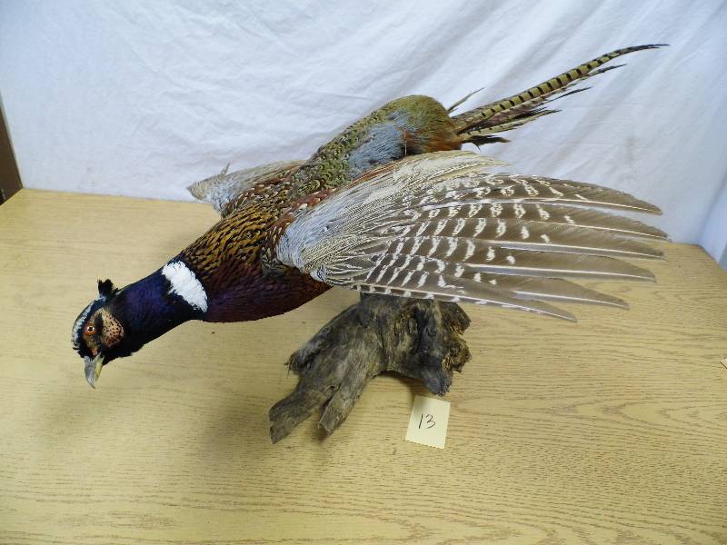 Pheasant Wall Mount