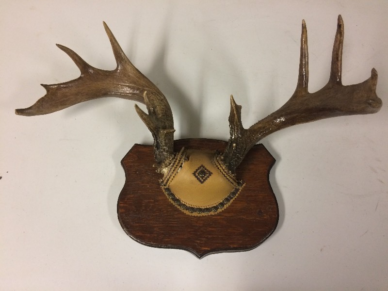 lot 46 image: Mounted Deer Antlers