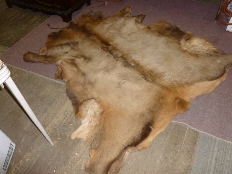 lot 4 image: Elk Hide Rug