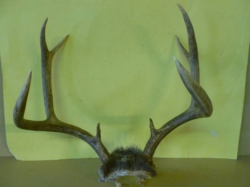 lot 133 image: Deer Rack
