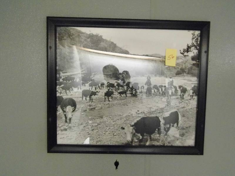 Cattle Round Up Picture