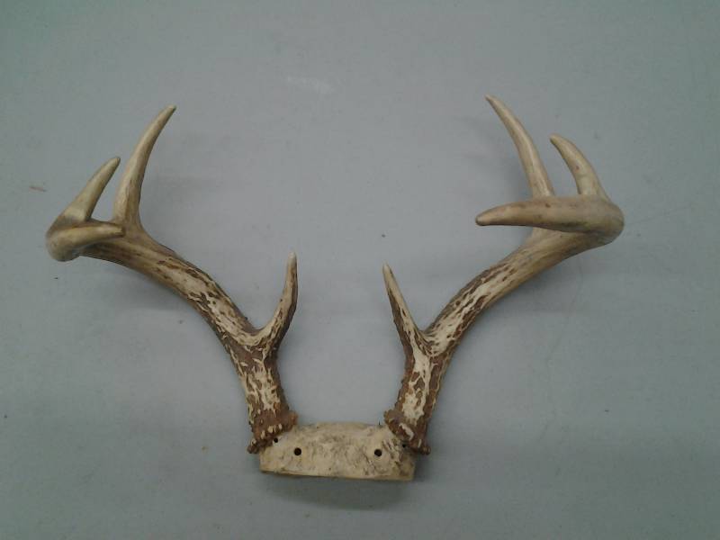 lot 42 image: 8-Point Antlers