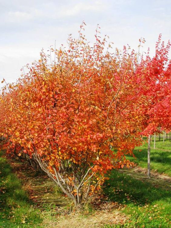 serviceberry autumn brilliance shrub
