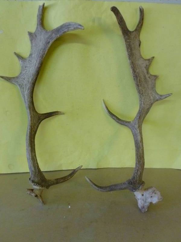 Caribou Antlers