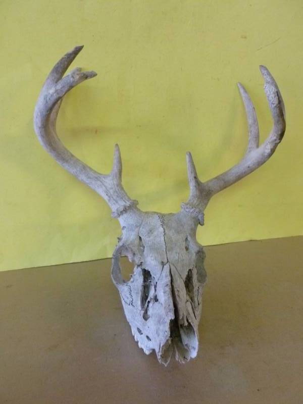 Deer Skull
