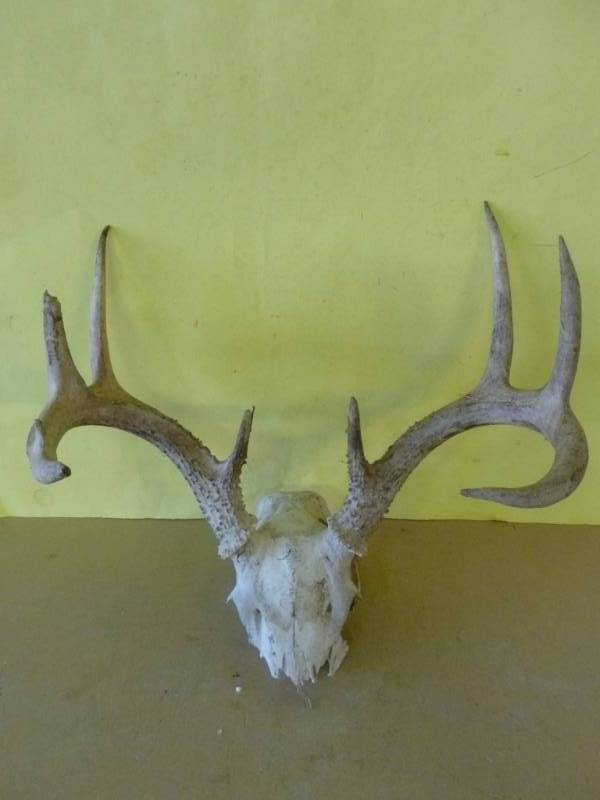 Deer Antler