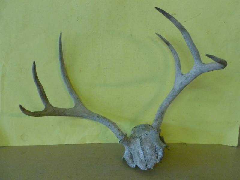 Deer Rack