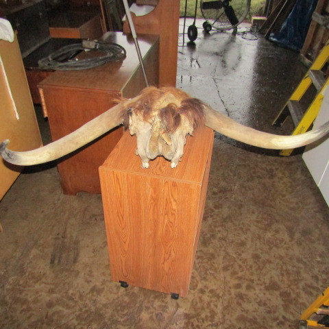Skull with horns