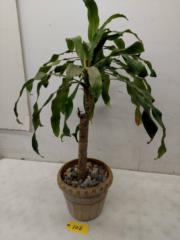 Live Plant...