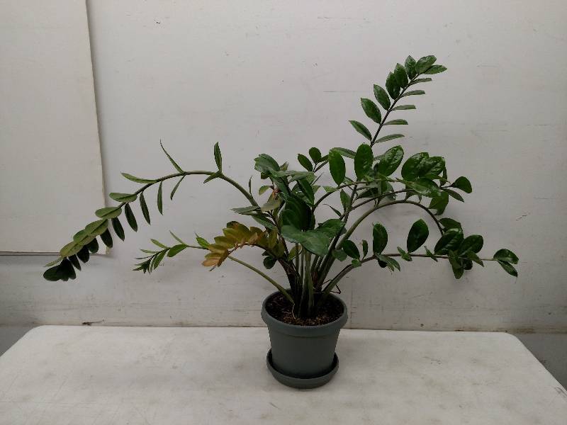 Live Plant...