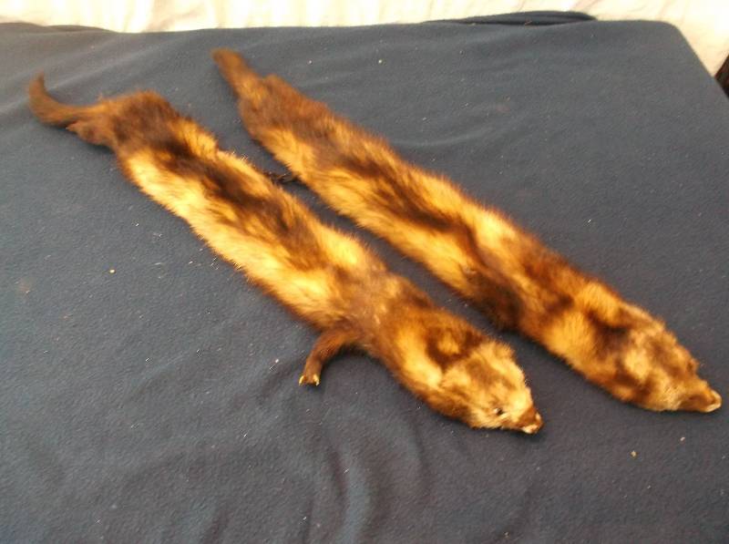Mink Pelts