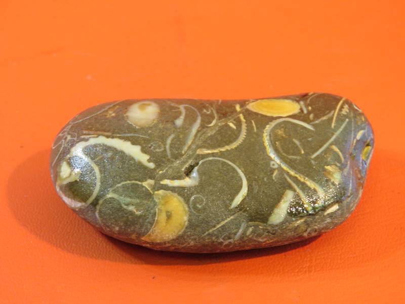 lot 252 image: Fossil Rock