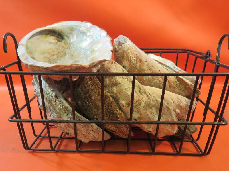 lot 473 image: Collectible Large Shells