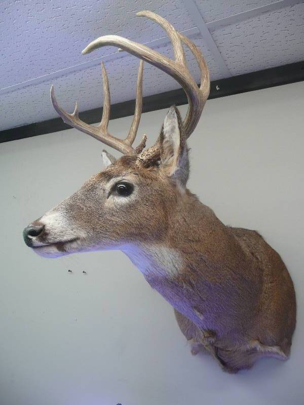 lot 3 image: Deer Mount - Great Condition, Great Mount - Very Professionally Done