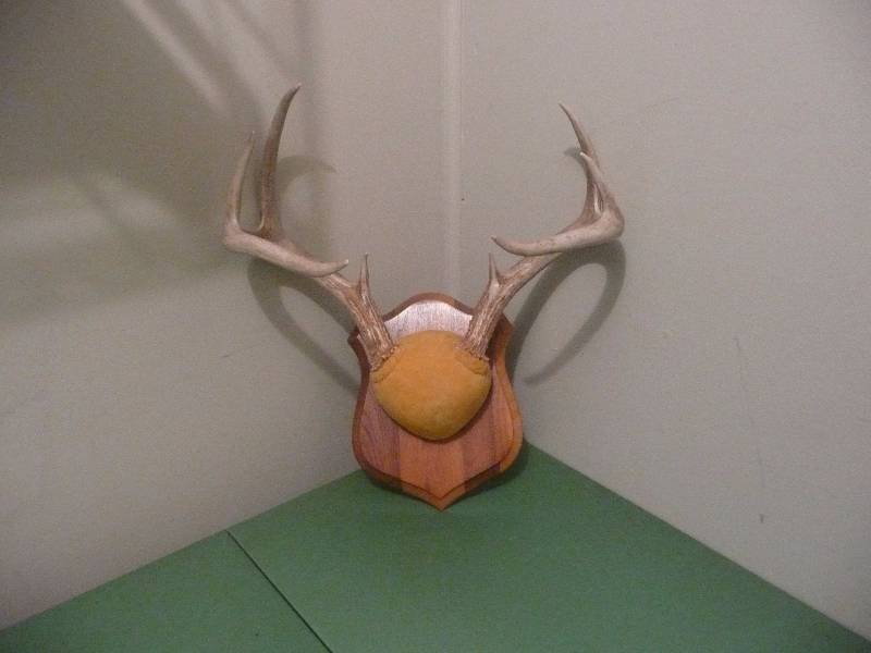 lot 4 image: Deer Antlers Leather wrap Wall Plaque - Very Professionally Done - Great Condition