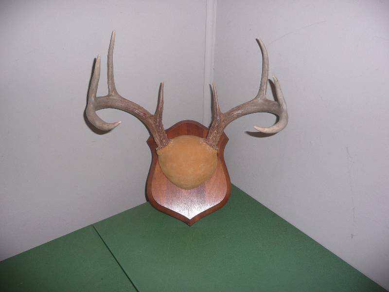 lot 5 image: Deer Antlers Leather wrap Wall Plaque - Very Professionally Done - Great Condition