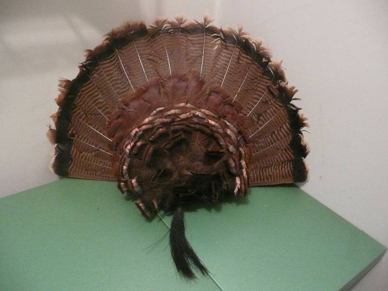 lot 8 image: Turkey Fan & Beard Mount - Very Professionally Done - Very Good Condition