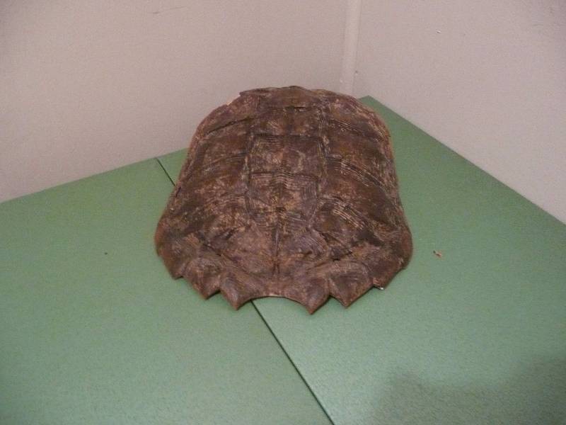 lot 17 image: Snapping Turtle Shell - Nice Display Piece
