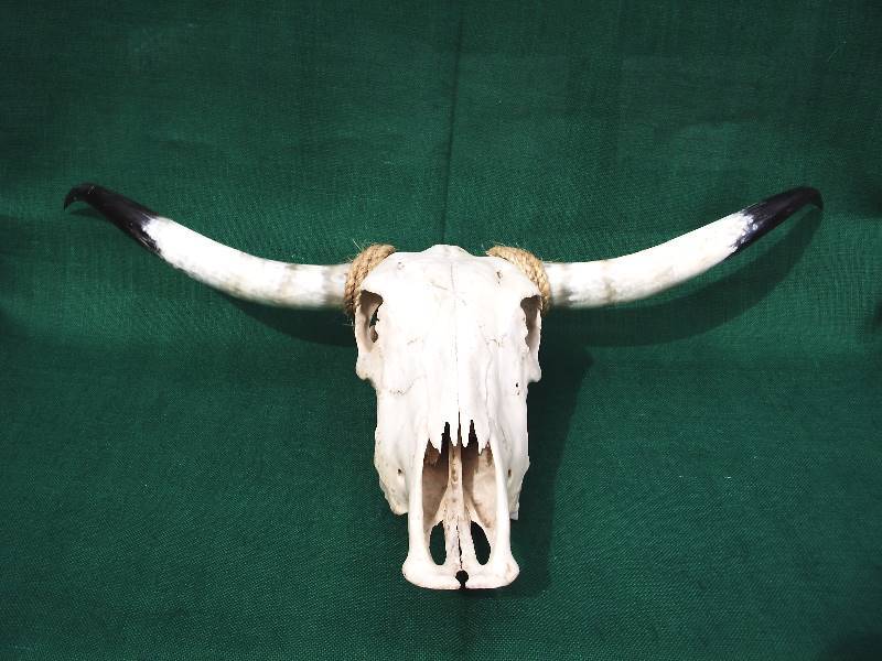 lot 4 image: Vintage Steer Head with Horns