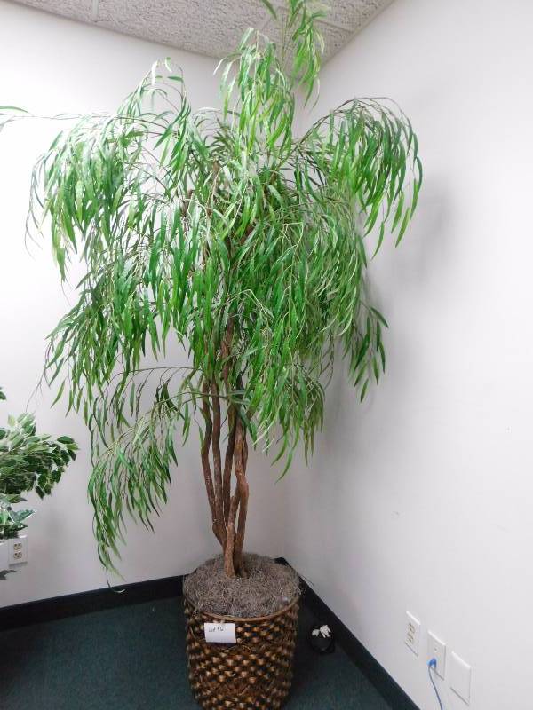 lot 6 image: Decorative Tree & Plant