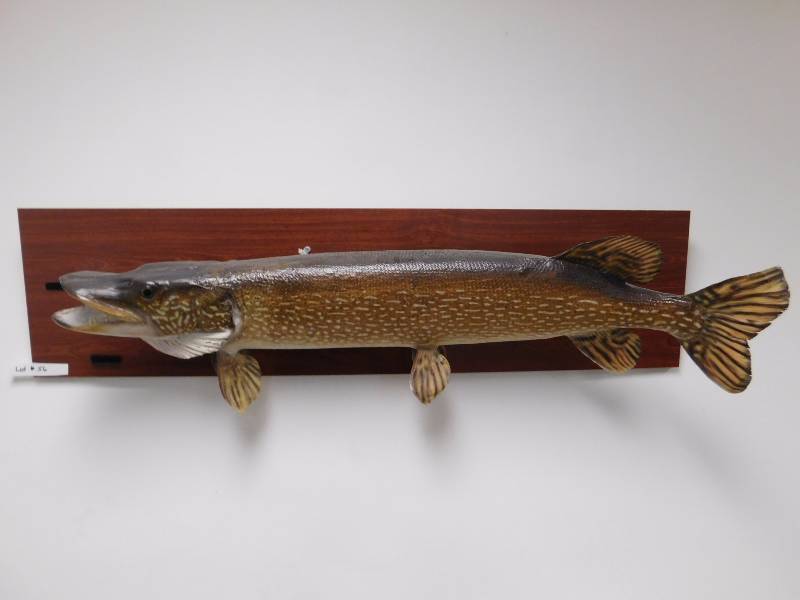 lot 56 image: Fish Mount - 4 x 1