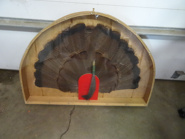 lot 52 image: Turkey fan with beard. Approx 10 b...