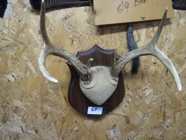 lot 67 image: 6 point mounted deer rack...
