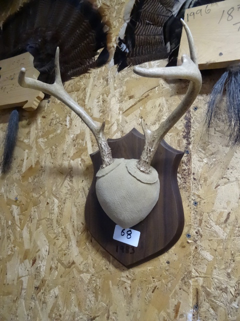 lot 68 image: 6 point mounted deer rack...