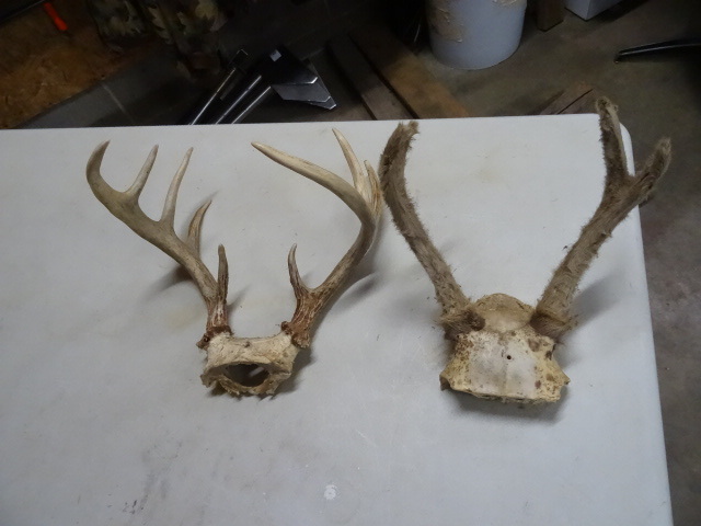 lot 92 image: 9 point white tail and a 4 point mu...