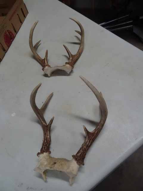 lot 124 image: 8 point and 6 point white tail rack...