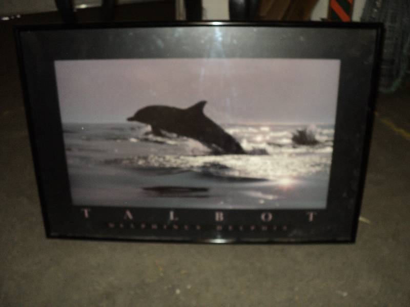 lot 38 image: telbot dolphin picture, 37inx23in...