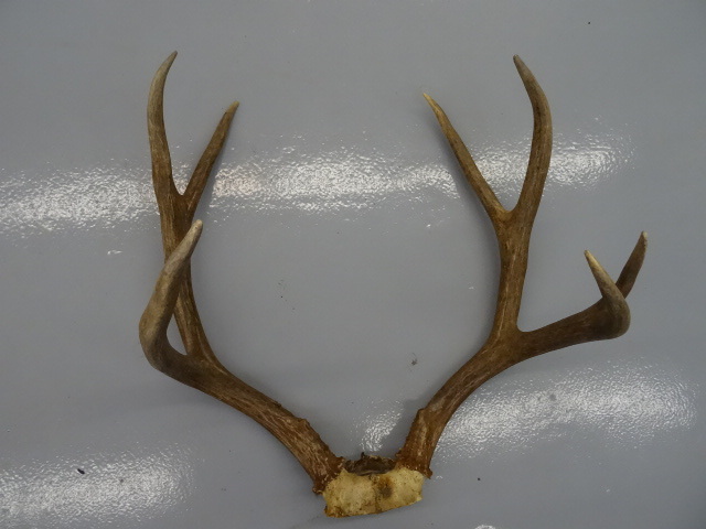 lot 20 image: 7 point mule deer rack...
