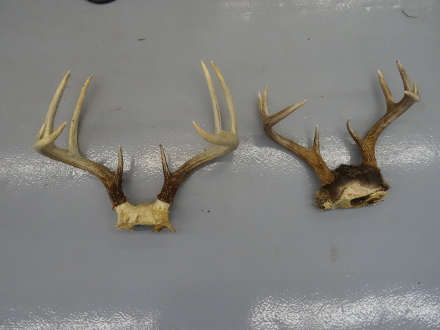 lot 21 image: 9 point White tail deer racks. Qty ...