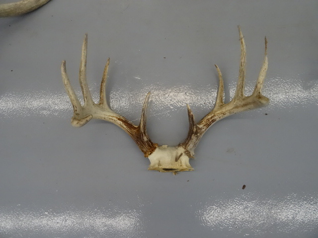 lot 22 image: 10 point White tail deer rack...