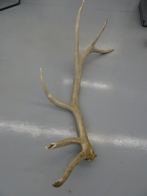 lot 23 image: 6 point Elk horn...