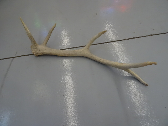 lot 24 image: 5 point Elk horn...