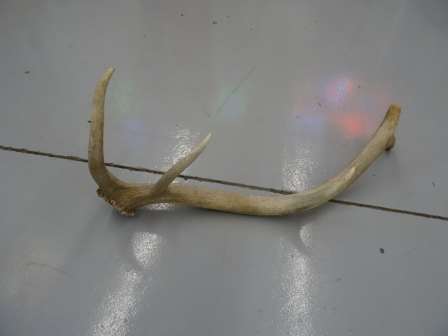 lot 25 image: 5 point Elk horn...