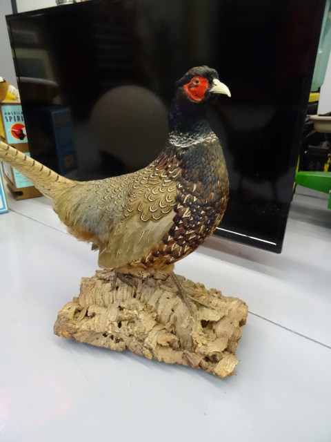 lot 27 image: Blue ring neck pheasant mount on st...