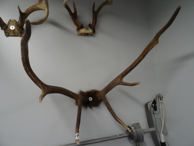 lot 58 image: 6 point Elk rack. Deer rack in pic ...