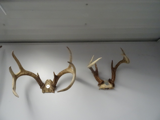 lot 59 image: 6 point and 8 point white tail rack...