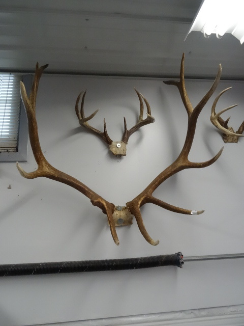 lot 60 image: 6 x 5 Elk horn rack. Deer horn in p...