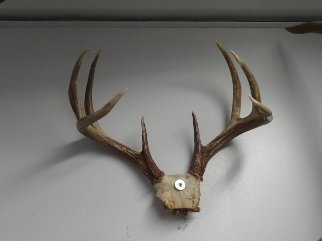 lot 61 image: 8 point white tail horn rack...