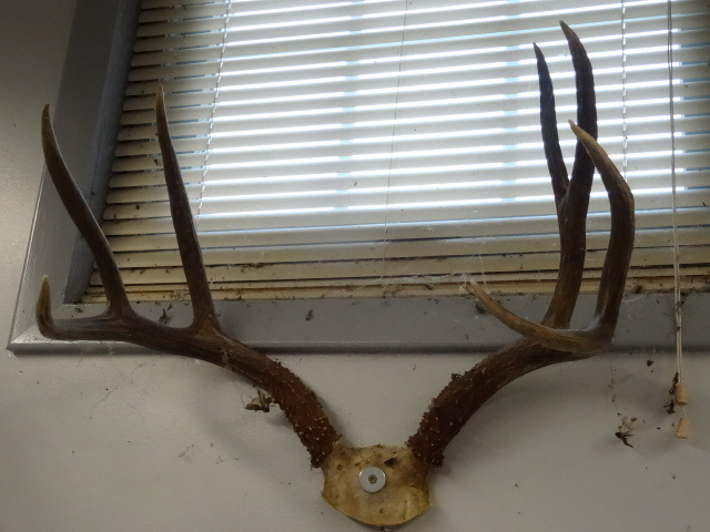 lot 62 image: 7 point white tail horn rack...