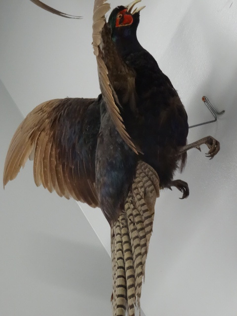 lot 63 image: Stuffed Black ring neck pheasant. W...