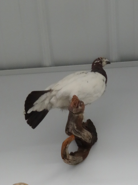 lot 64 image: Ptarmigan grouse mount. Wall mount...