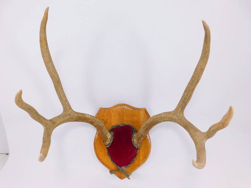 lot 15 image: Deer Antler Mount